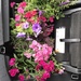Flowers in my trunk by beckyk365