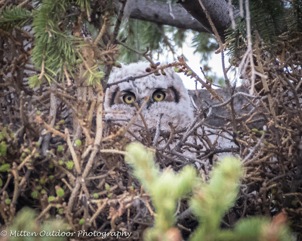 Great Horned Owlet by dridsdale