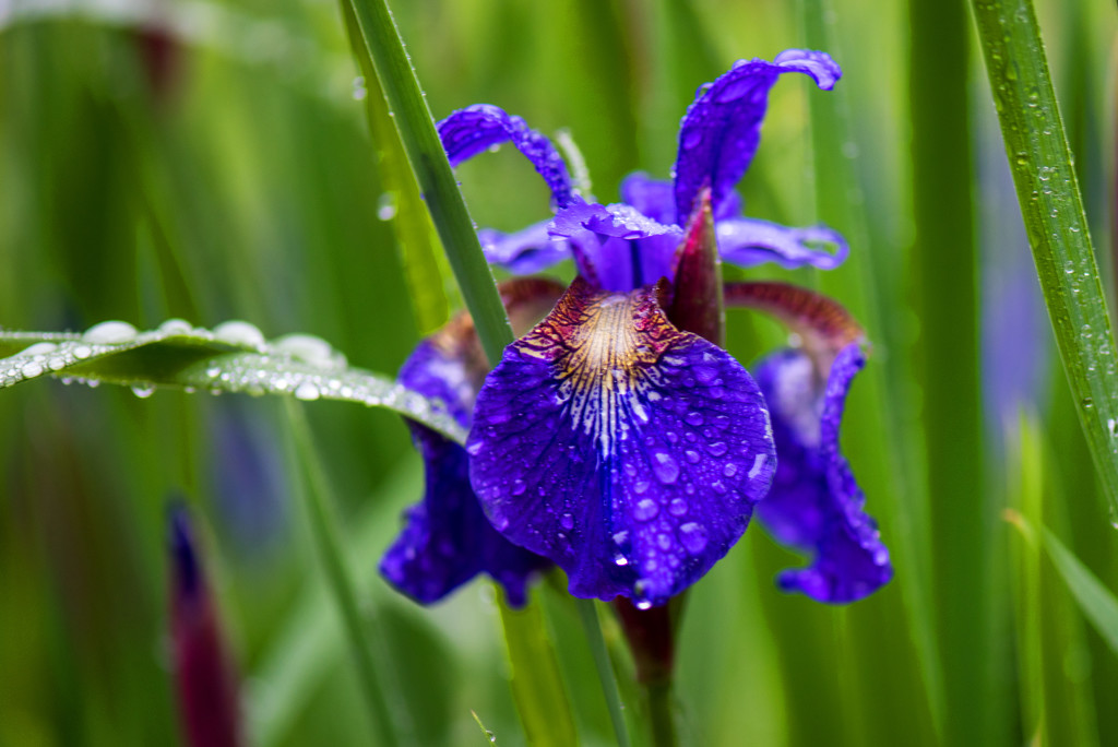 Rainy Day Iris by dianen