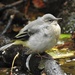 A grey wagtail by roachling