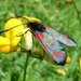 Six-Spot Burnet Moth by julienne1