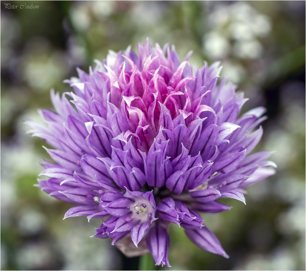 Chive Blossom by pcoulson