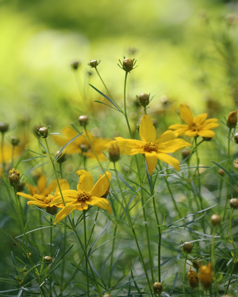 June 6: Coreopsis by daisymiller