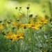 June 6: Coreopsis by daisymiller