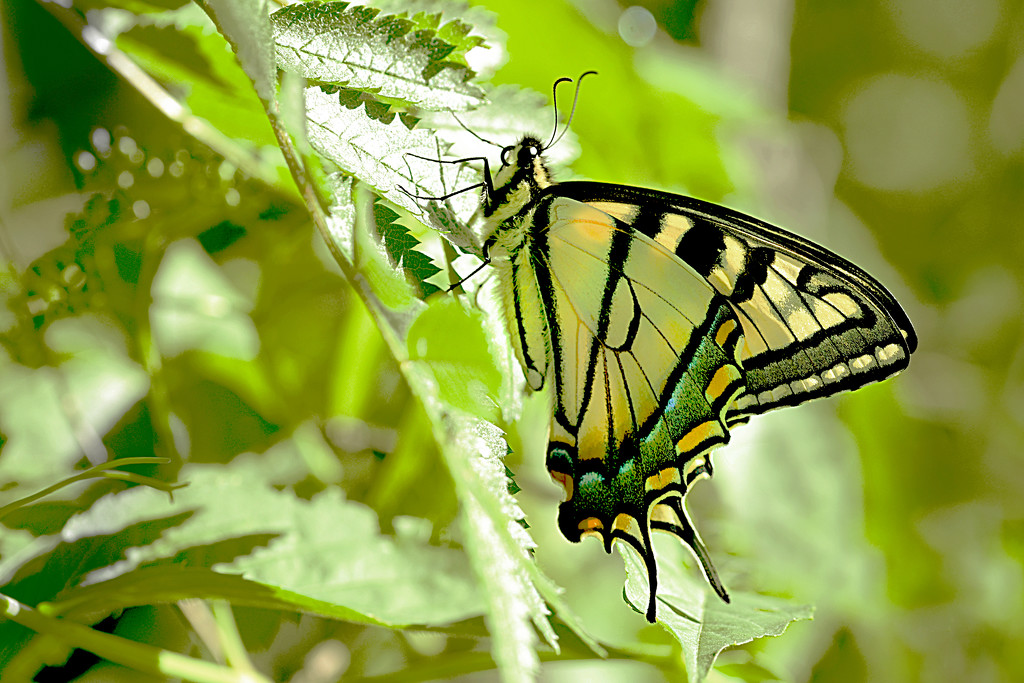 Yellow Swallowtail Butterfly! by fayefaye