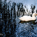 White duck by ulla