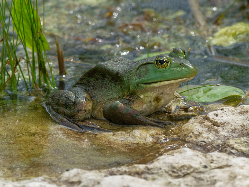 Bull Frog by rminer
