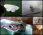 7th Jun 2018 - Garden moths 14