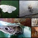 Garden moths 14 by steveandkerry