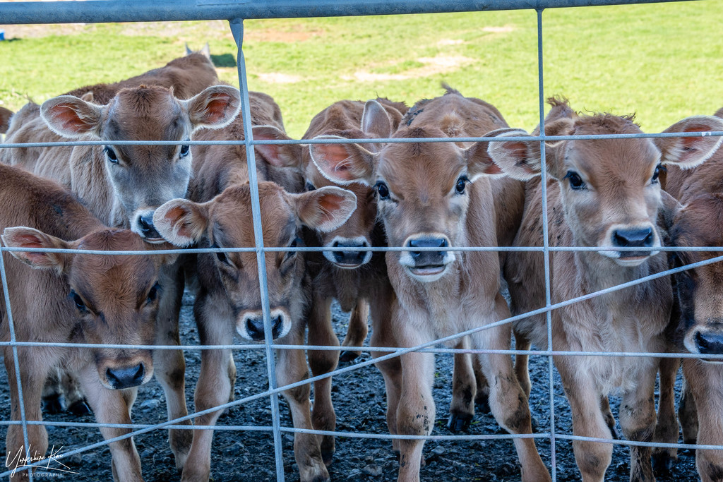 Hungry Calves by yorkshirekiwi