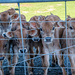 Hungry Calves by yorkshirekiwi