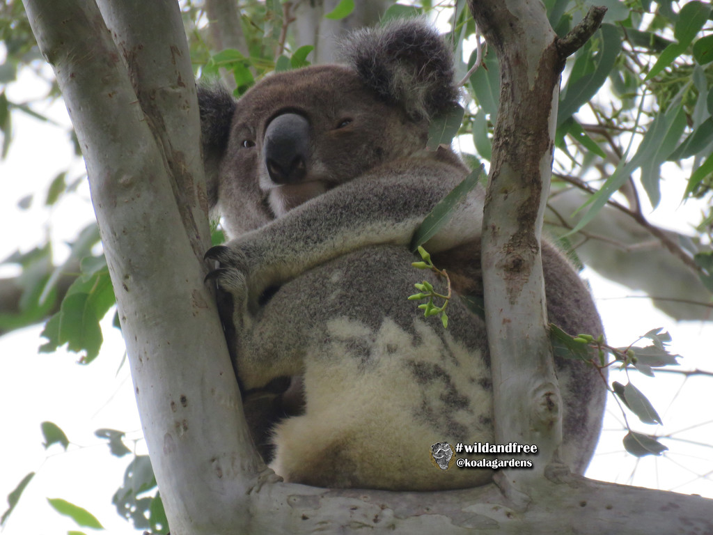 King pin by koalagardens