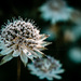 astrantia essence by pistache