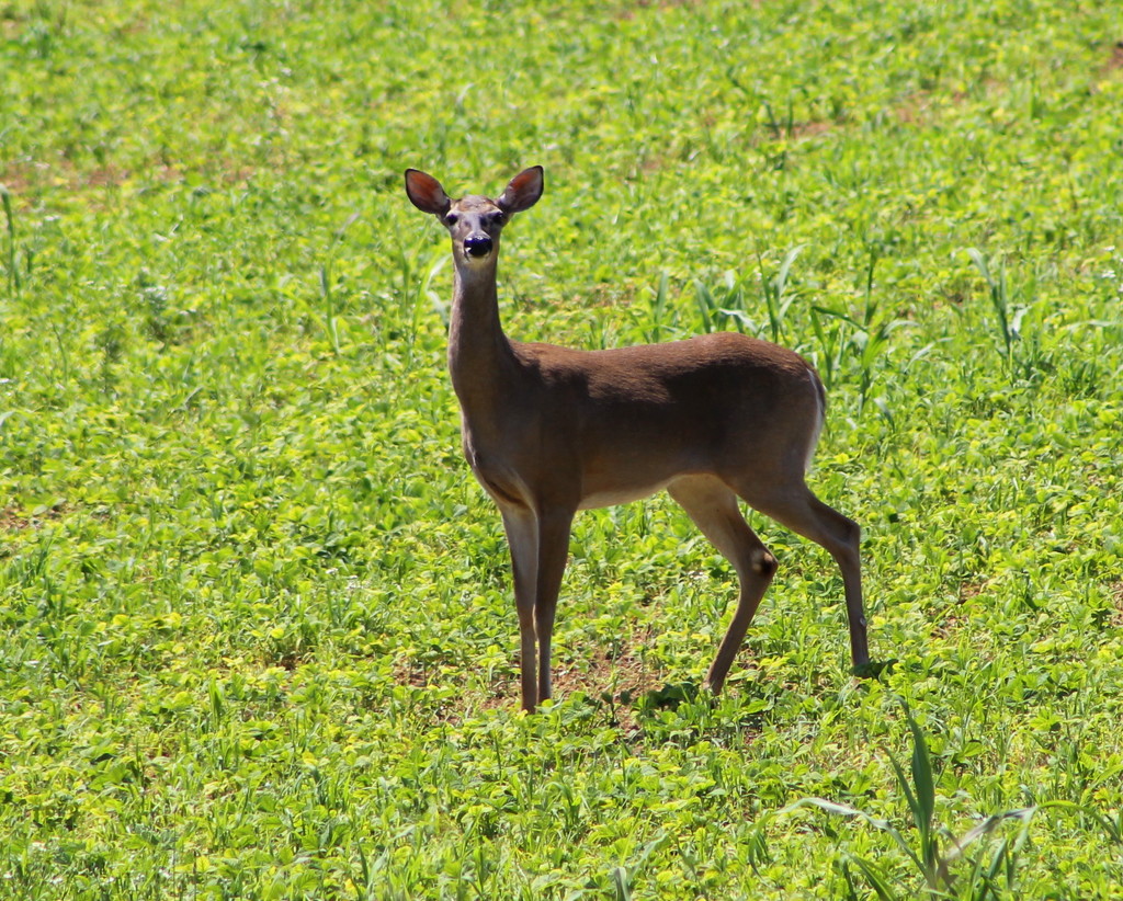 Hello, My Deer by cjwhite