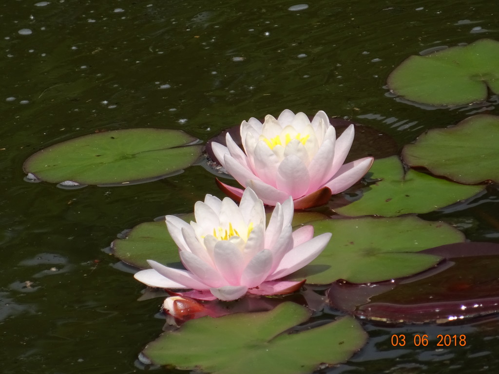 water lilies by arthurclark