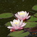 water lilies by arthurclark