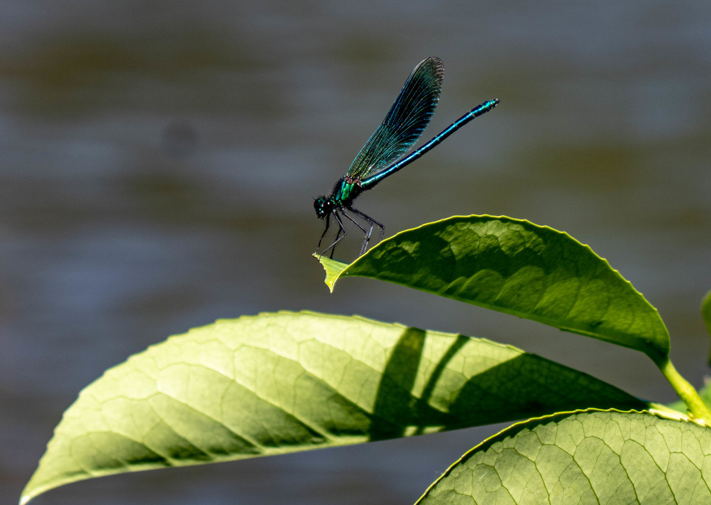 damsel fly... by susie1205