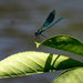 damsel fly... by susie1205