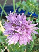 11th May 2018 - Chive Flower