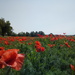 Poppies by fortong