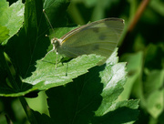 7th Jun 2018 - Whit Cabbage Butterfly
