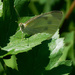 Whit Cabbage Butterfly by rminer
