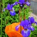 Poppies and Irises in the garden   by beryl