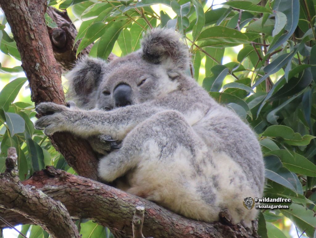 almost awake by koalagardens