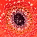 Eye of the flower. by gaf005