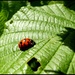 bug on leaf by jokristina