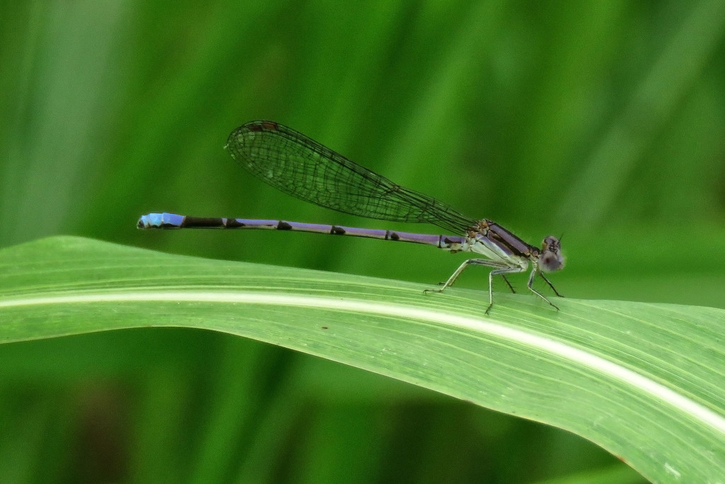 First of the Damselflies to Appear by milaniet