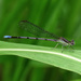 First of the Damselflies to Appear by milaniet