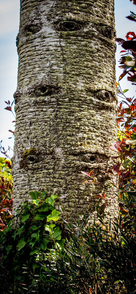 The trees have eyes by swillinbillyflynn