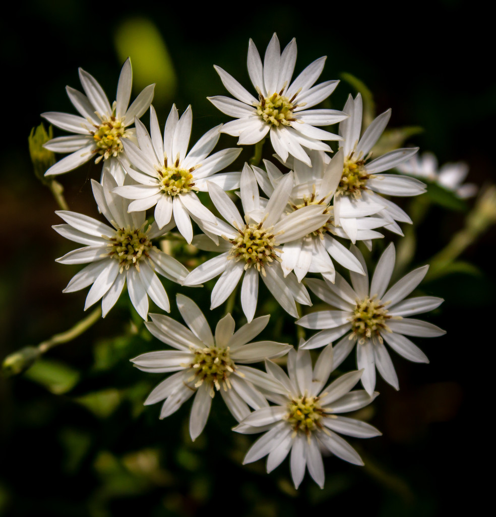 Flowers by swillinbillyflynn