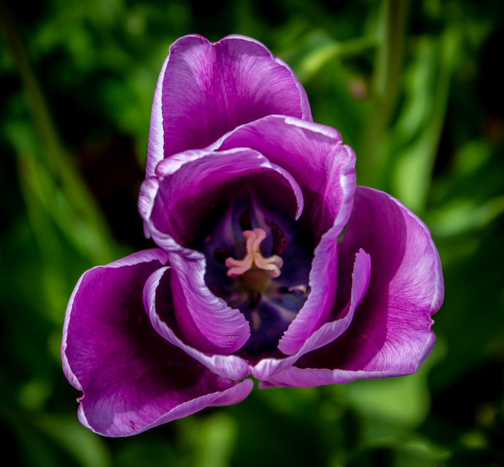Tulip by swillinbillyflynn