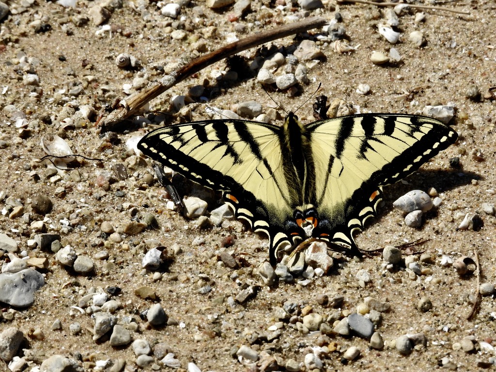 butterfly on the beach by amyk
