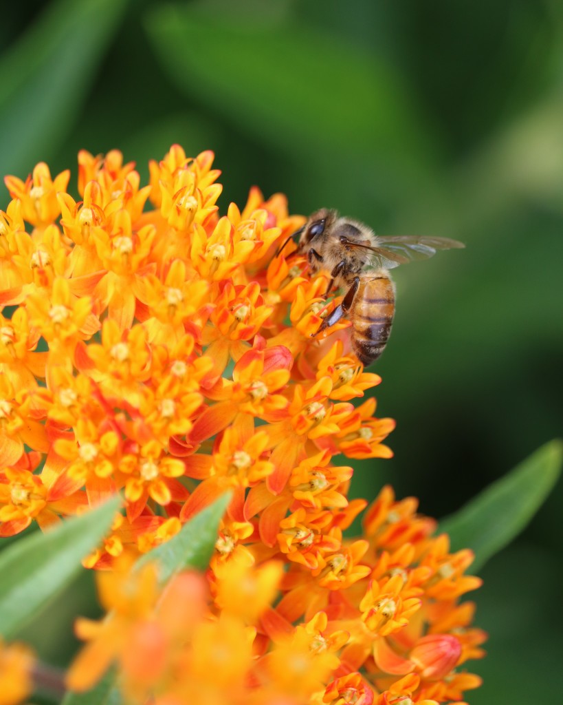 June 7: Bee and Butterfly Weed by daisymiller