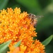 June 7: Bee and Butterfly Weed by daisymiller