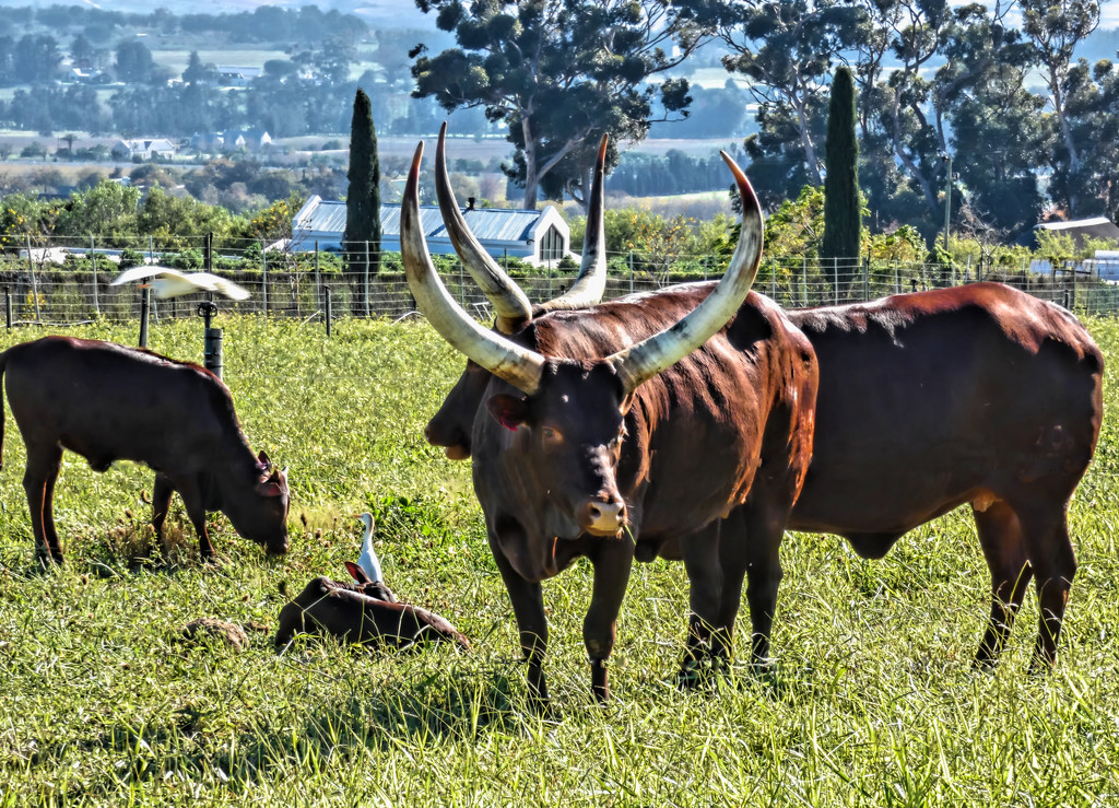 Ugandan Ankole cattle by ludwigsdiana
