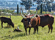 8th Jun 2018 - Ugandan Ankole cattle