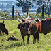 Ugandan Ankole cattle by ludwigsdiana