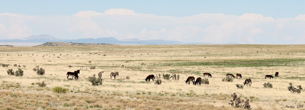 Burros Grazing by harbie