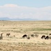 Burros Grazing by harbie