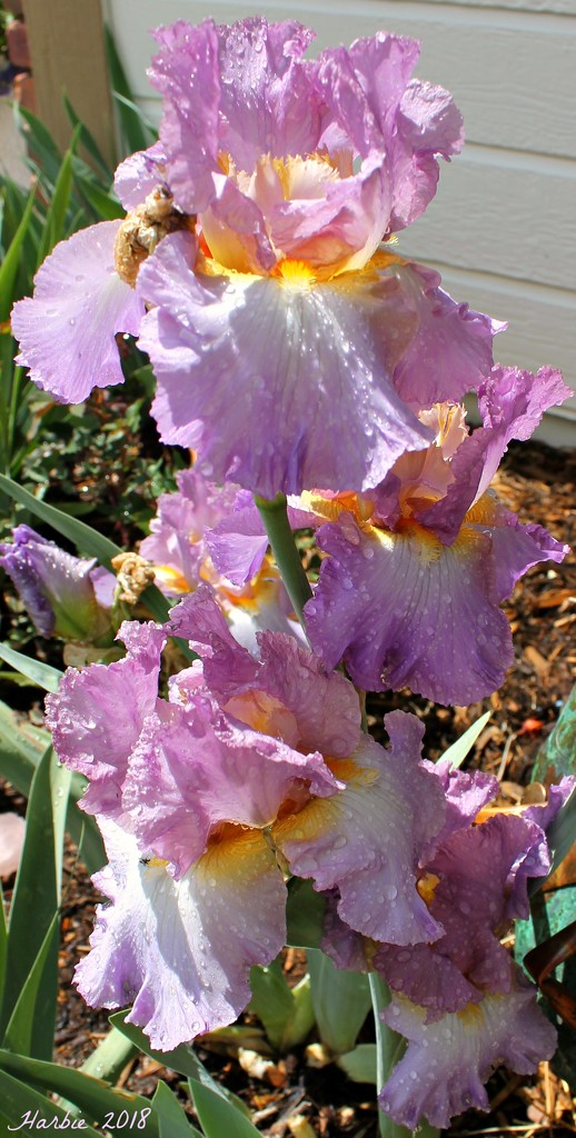 Bearded Iris by harbie