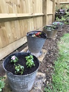 4th Jun 2018 - Summer planting....