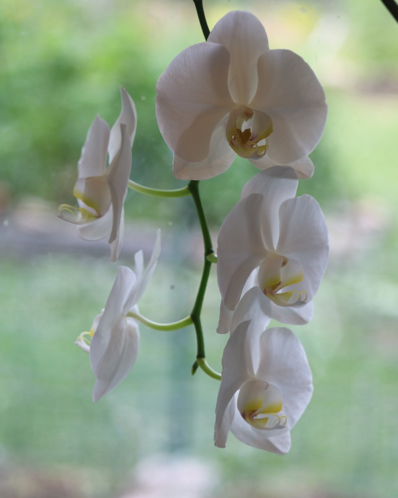 June 8: Orchid Blossoms by daisymiller