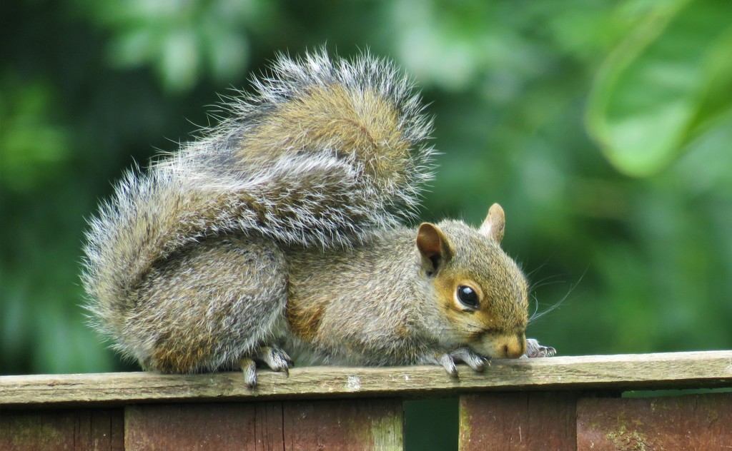 Baby Squirrel by carole_sandford