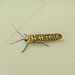 Ailanthus Webworm Moth [Filler] by rhoing