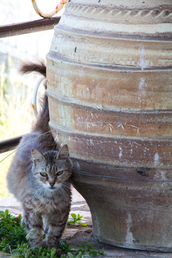 cat at monastery by callymazoo