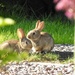  Baby Bunnies Out To Play by susiemc